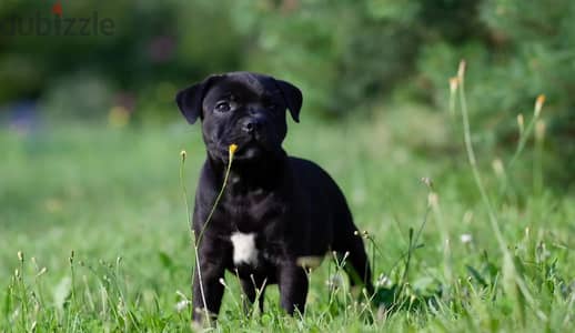 Staffordshire bull terrier puppy female from Russia