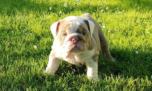 English bulldog puppy female from Russia