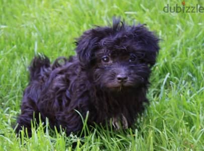 Russian tsvetnaya bolonka puppy bolognese