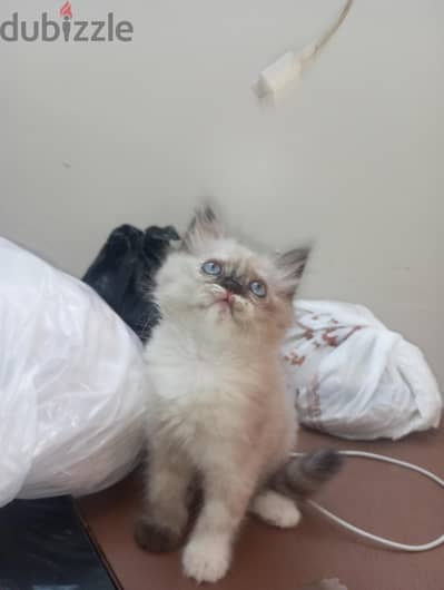 2قطط شيرازي للبيع