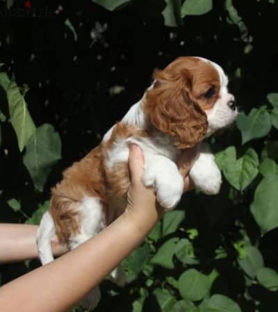 Cavalier King Charles spaniel puppy boy from Russia