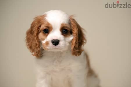 Cavalier King Charles spaniel puppy boy from Russia