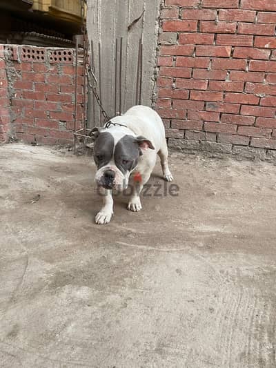 American bully امريكن بولى كلبه خلفت مرتين قبل كدا