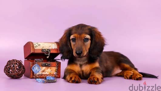 Rabbit dachshund puppy female from Russia
