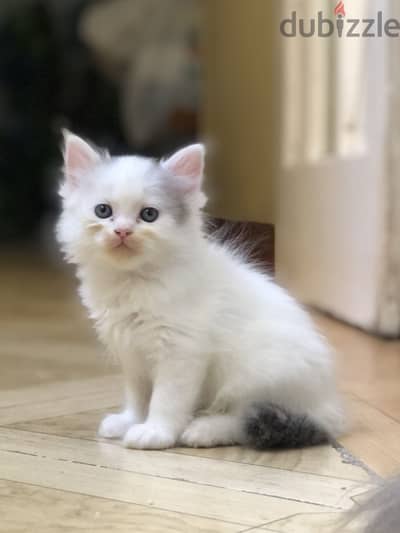 Shirazi female kitten قطة شيرازي