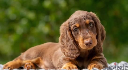 Standard dachshund puppy boy from Russia