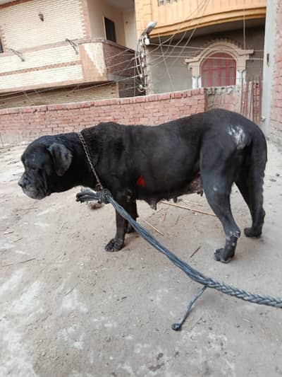 Cane corso كين كورسو. كلبه ٥ سنين