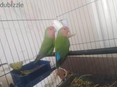 جوز روز أخضر بسم الله ماشاء الله