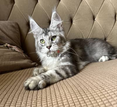 Amazing female Maine coon silver