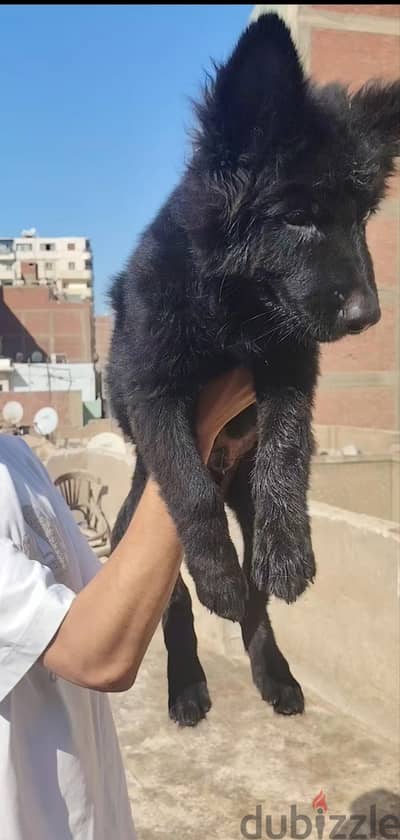 جراوي جيرمن