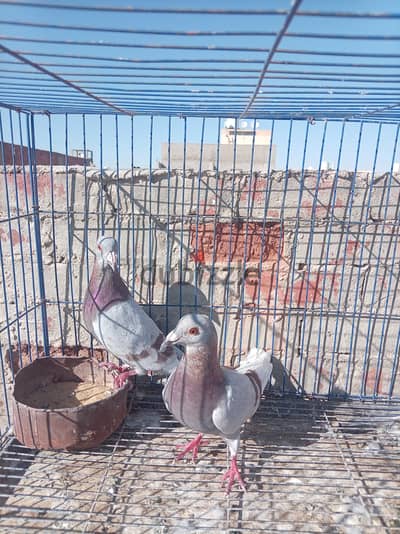 حمام زاجل بديري ٦٠٠