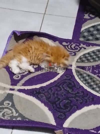 قط للبيع
