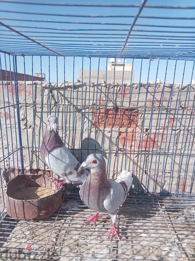 حمام زاجل بديري