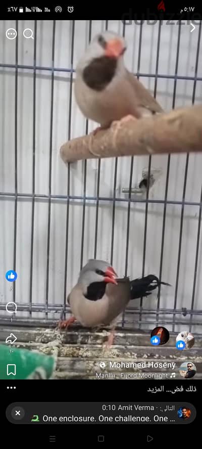 زيبرا فينش