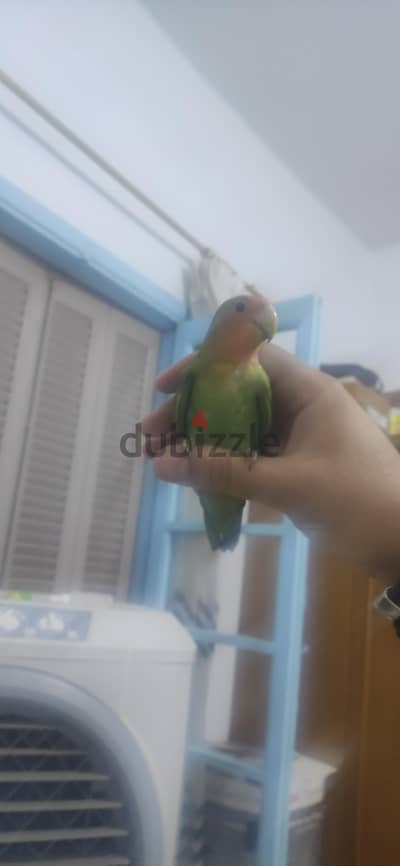 روز متدرب و مفطوم