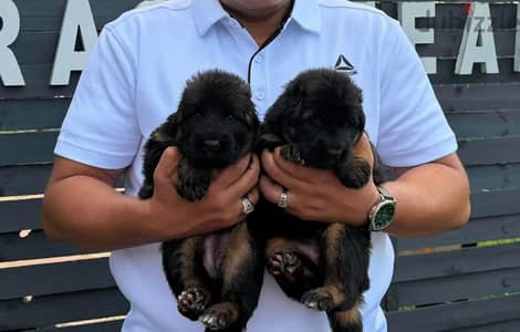 جراوي جيرمن شيبرد ذكر ولد انثي بنت بيور Male German shepherd puppy