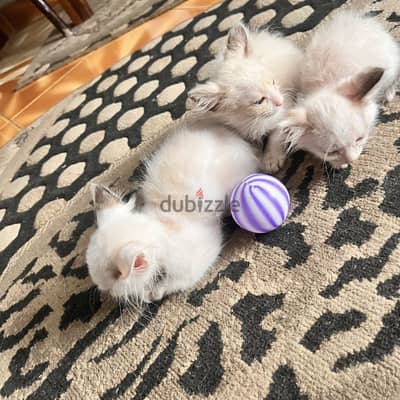 قطط راجدول صغيرة