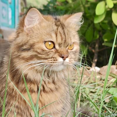 قطط شيرازي بيور للبيع للتواصل واتساب أسعار معقولة ومناسبة للجميع