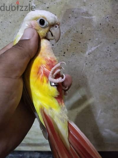 صن شيك كنيور
