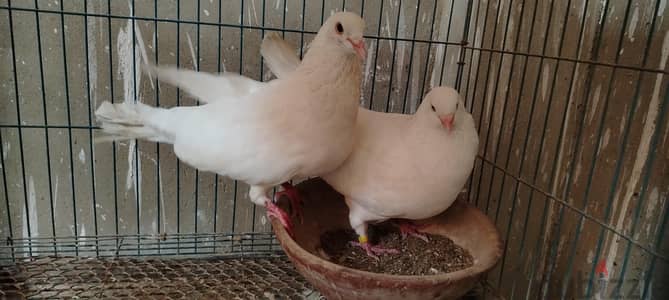 قصين لاحم سوبر جامبو شغالين ماشاء الله سلاله عاليه جدا احجام ممتازه