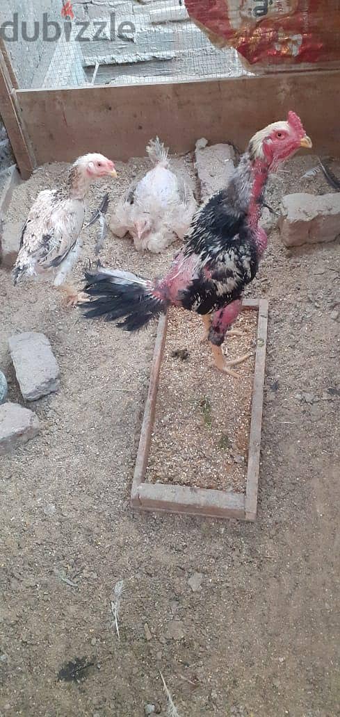 فراخ هندي 2
