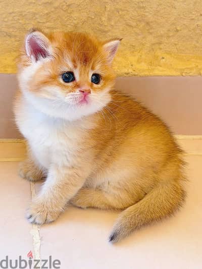 British shorthair NY12/ NS11 / NY12 قطه سكوتش ستريت