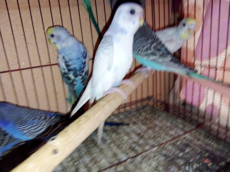 عصافير بادچى 1