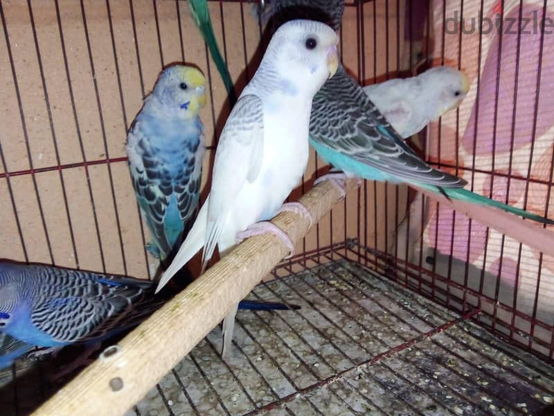 عصافير بادچى 2
