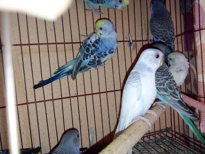 عصافير بادچى 3