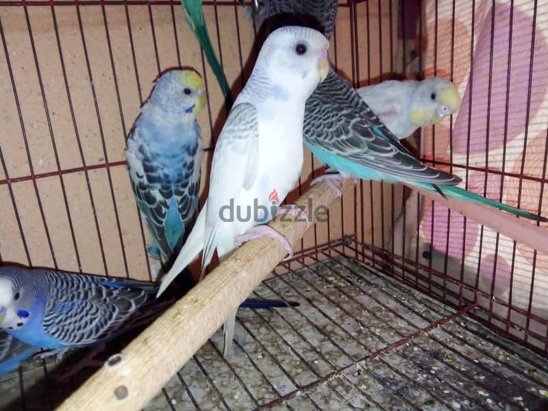 عصافير بادچى 5