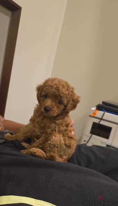 Toy poodle