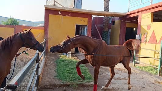 لاصحاب الفخامه  حصان ماشاء الله رأس خرافيه نسب عريق لهواء عروض الجمال