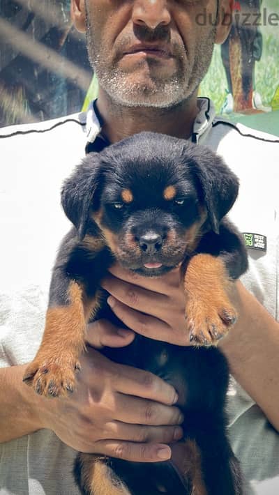 جرواي. puppies