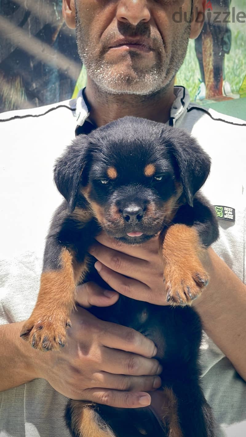 جرواي. puppies 1