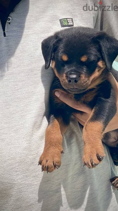 جرواي. puppies