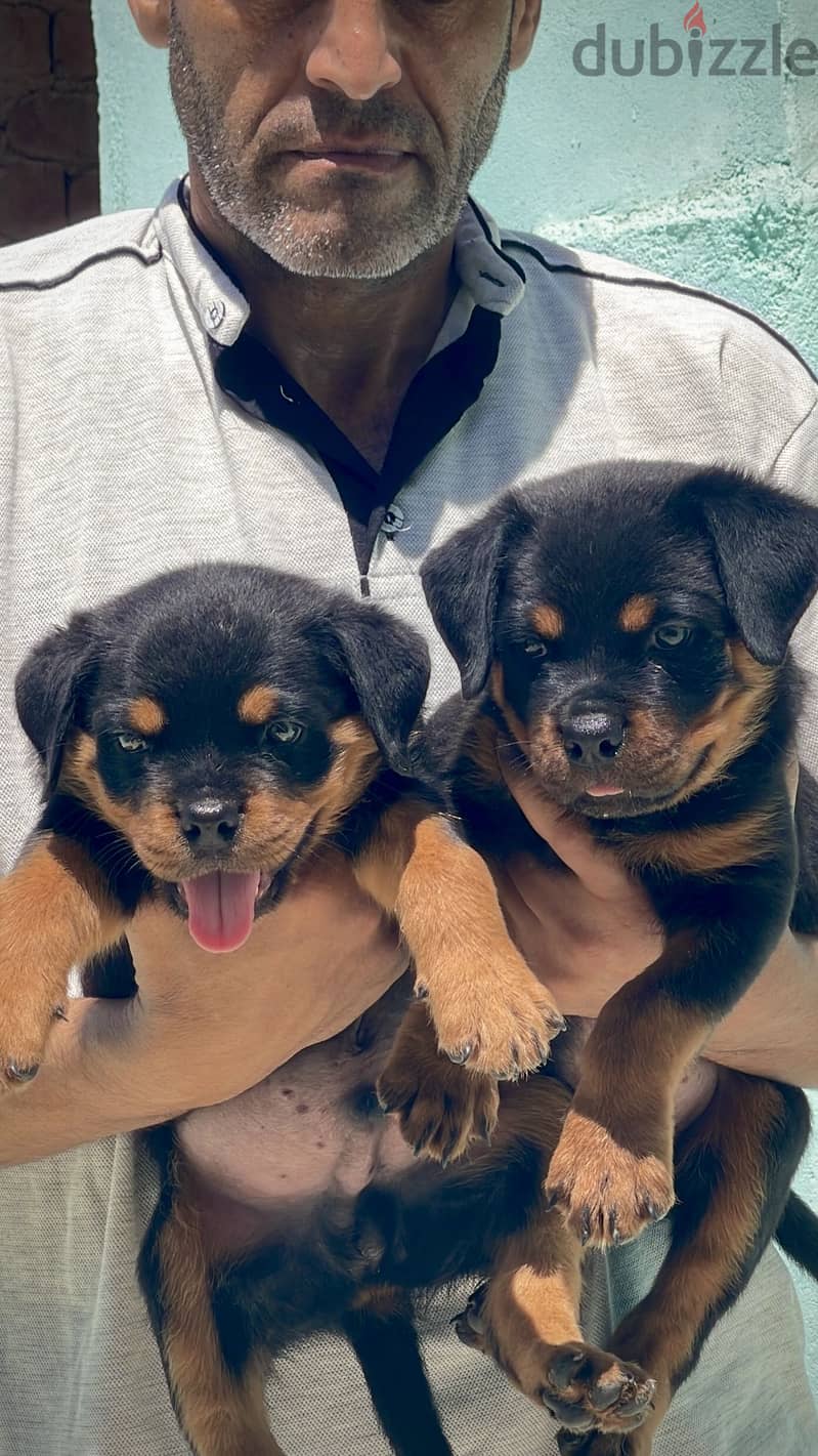 جرواي. puppies 2