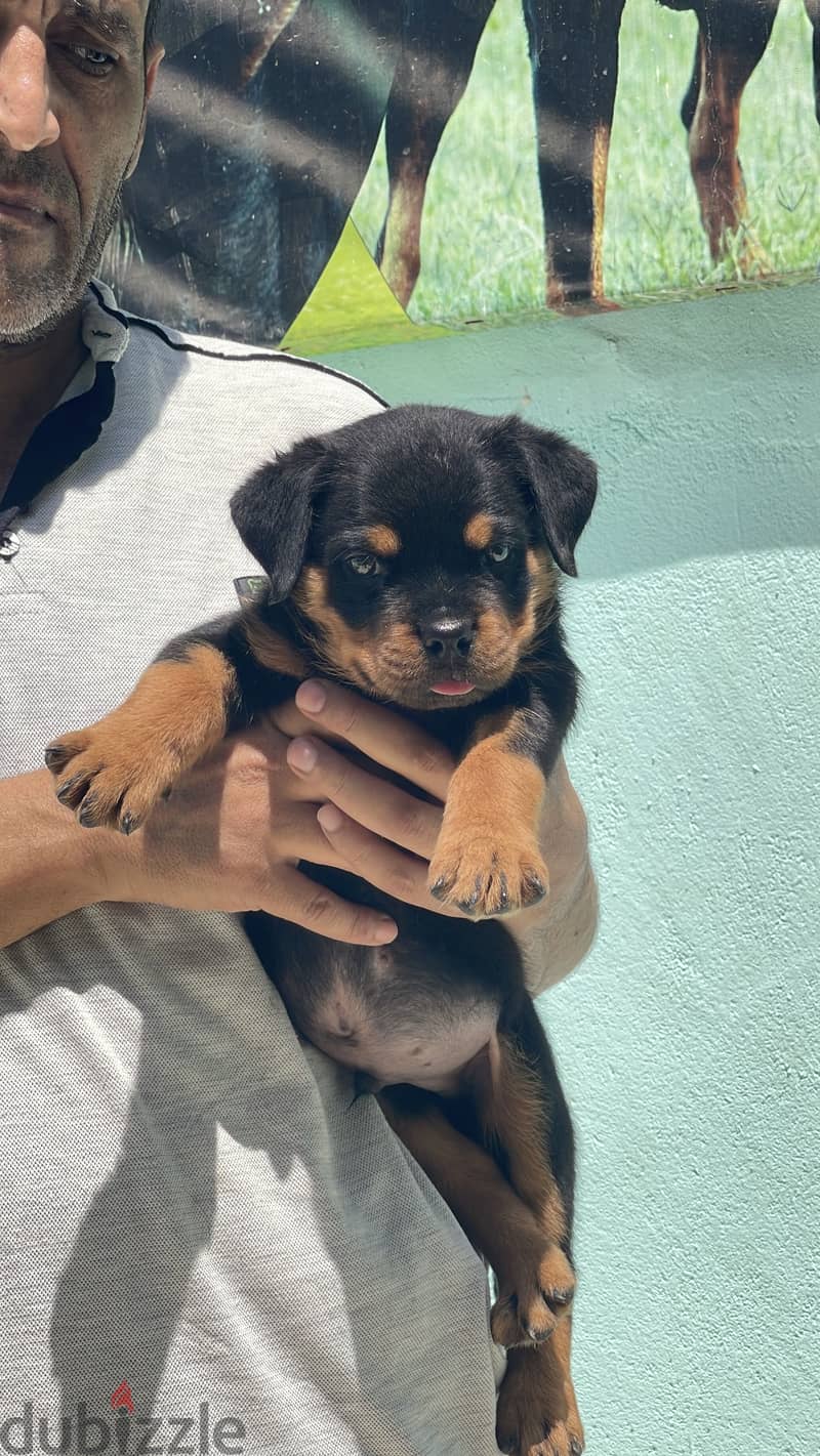جرواي. puppies 3