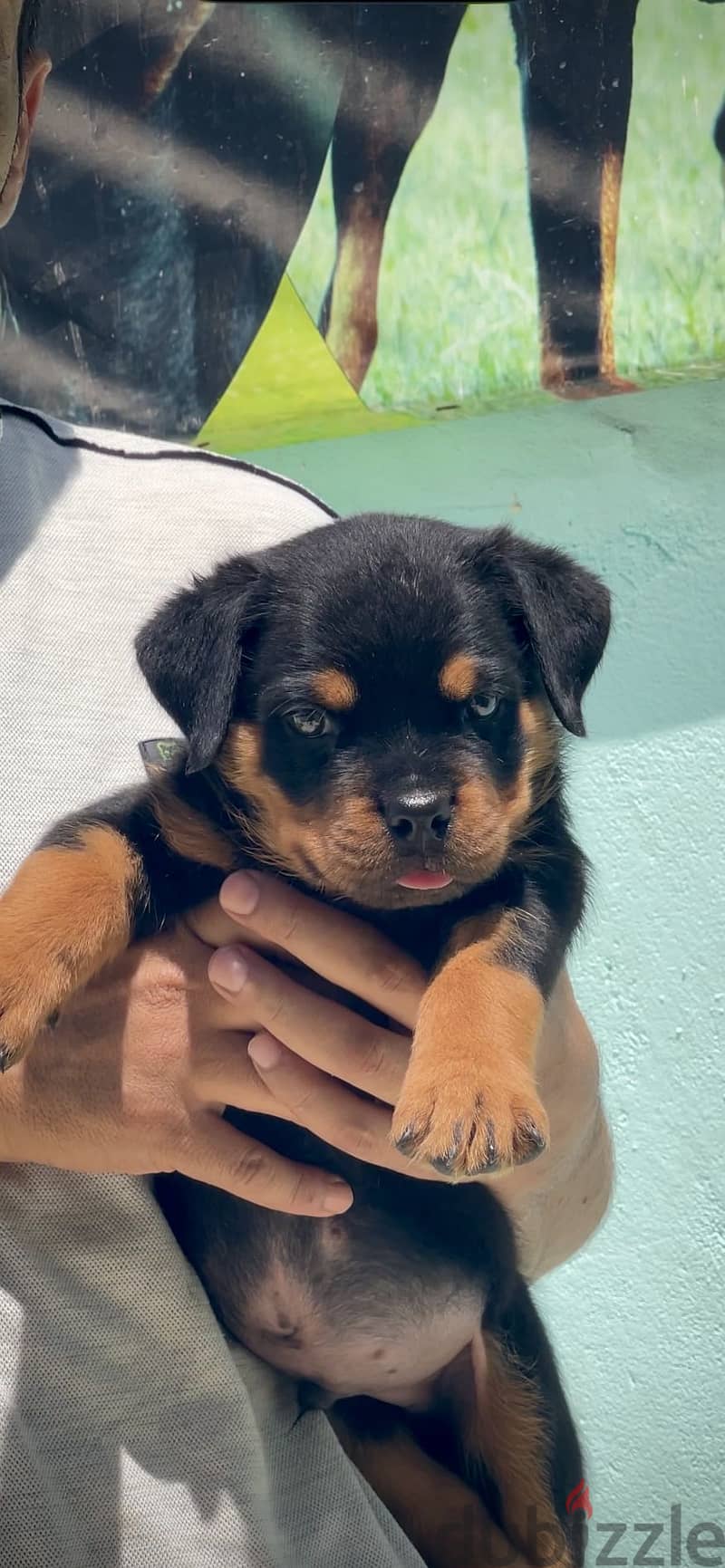 جرواي. puppies 5