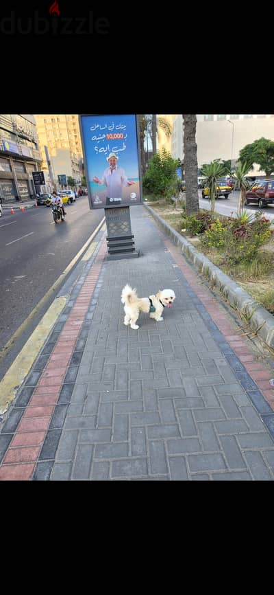 Dog walking