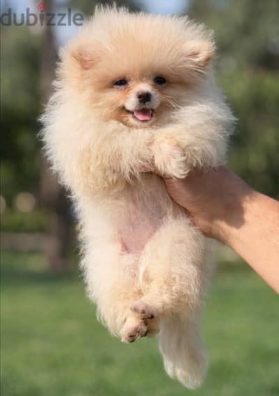 pomeranian