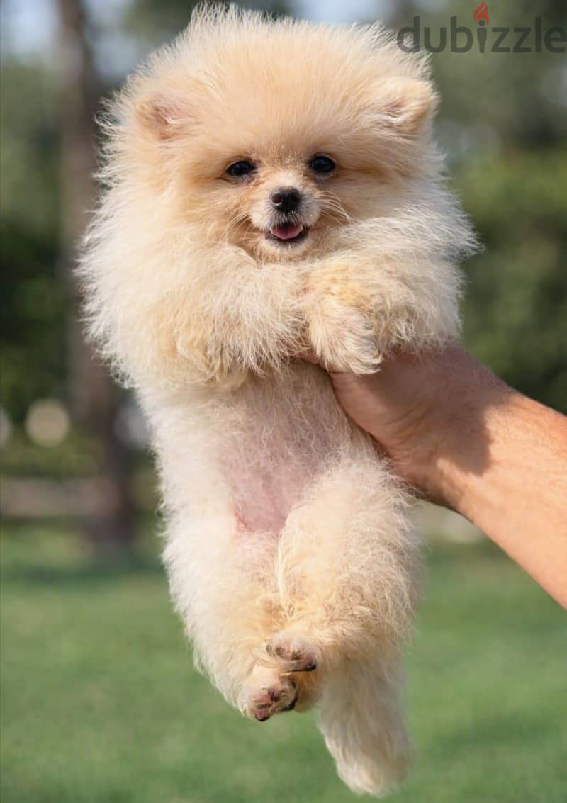 pomeranian 1