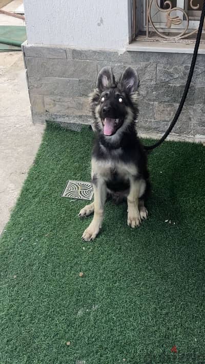 King German Shepherd