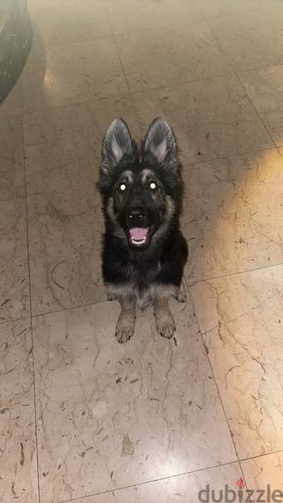 King German Shepherd