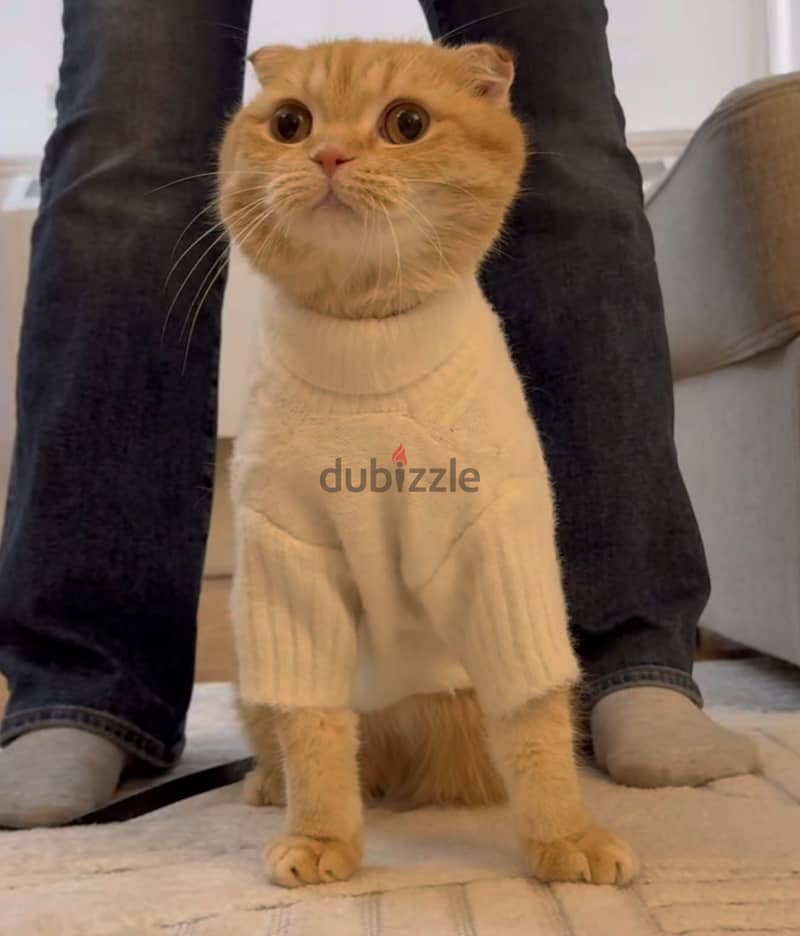 قط للتزاوج 1