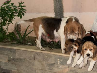 Ready for new home 50 days female beagle puppies