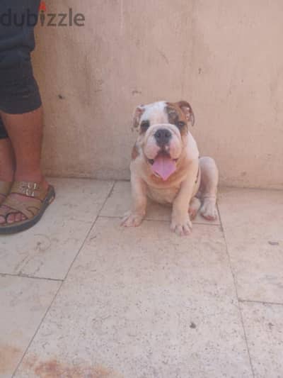 English Bulldog