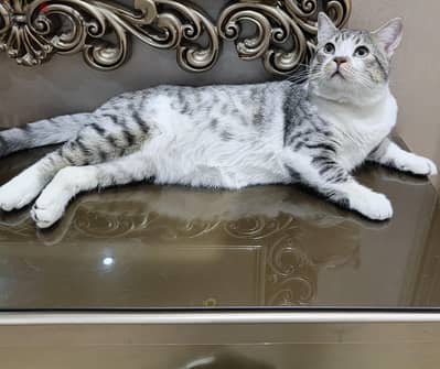 لتبني وللجواز