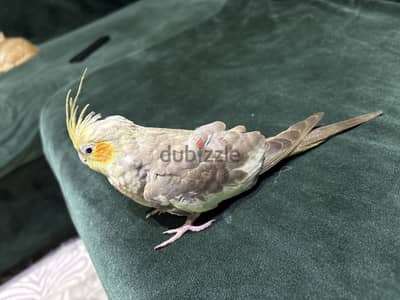 طائر هو كوكاتيل (Cockatiel) تدريب