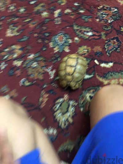سلاحف