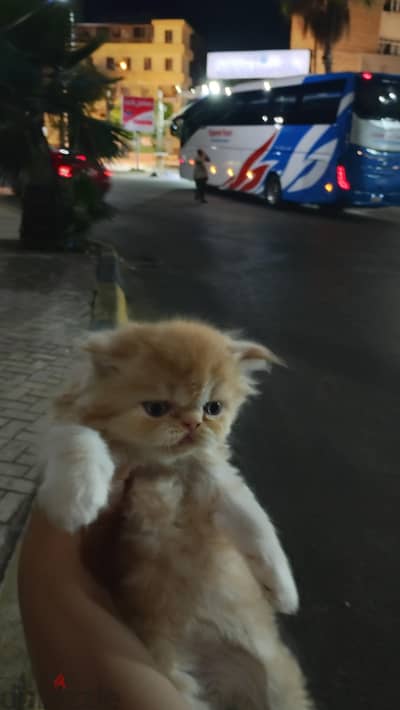 ولدين بيرشن بيور